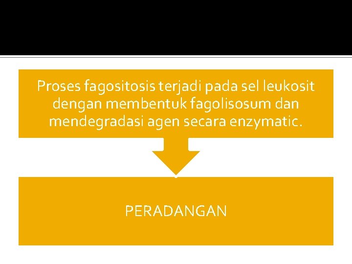 Proses fagositosis terjadi pada sel leukosit dengan membentuk fagolisosum dan mendegradasi agen secara enzymatic.