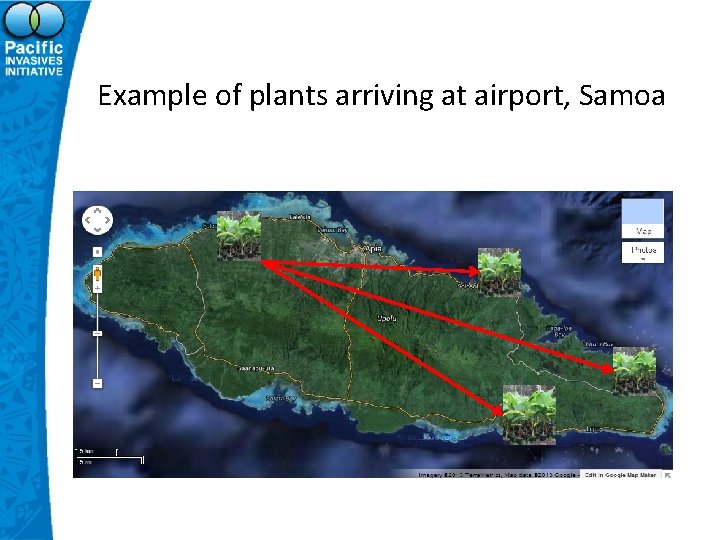 Example of plants arriving at airport, Samoa 