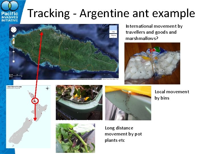 Tracking - Argentine ant example International movement by travellers and goods and marshmallows? Local