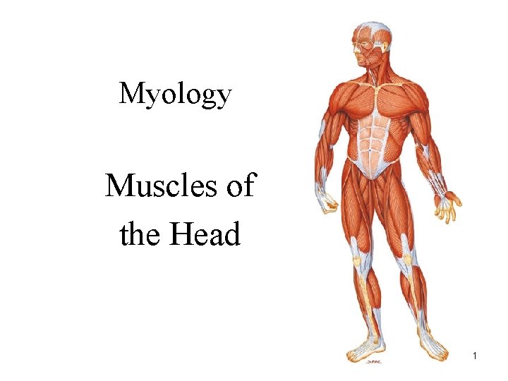 Myology Muscles of the Head 1 Myology Muscles of the Head 1