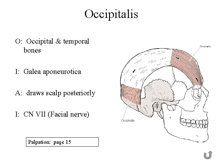 Occipitalis O: Occipital & temporal bones I: Galea aponeurotica A: draws scalp posteriorly I: Occipitalis O: Occipital & temporal bones I: Galea aponeurotica A: draws scalp posteriorly I: