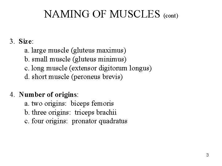 NAMING OF MUSCLES (cont) 3. Size: a. large muscle (gluteus maximus) b. small muscle NAMING OF MUSCLES (cont) 3. Size: a. large muscle (gluteus maximus) b. small muscle
