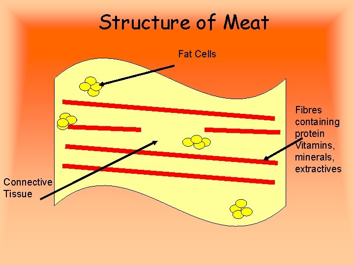 Structure of Meat Fat Cells Fibres containing protein Vitamins, minerals, extractives Connective Tissue 