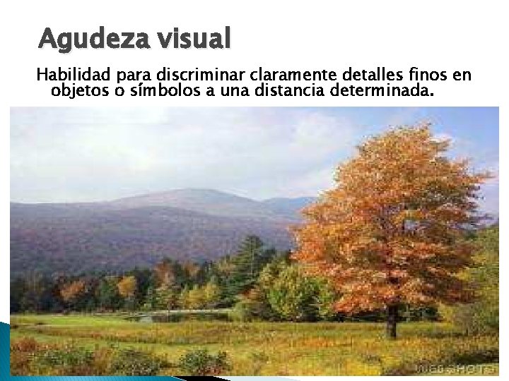 Agudeza visual Habilidad para discriminar claramente detalles finos en objetos o símbolos a una