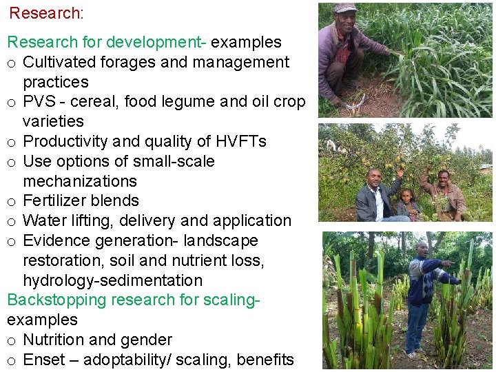 Research: Research for development- examples o Cultivated forages and management practices o PVS -