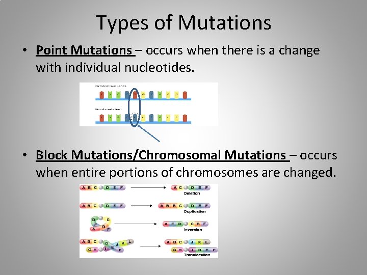 Types of Mutations • Point Mutations – occurs when there is a change with