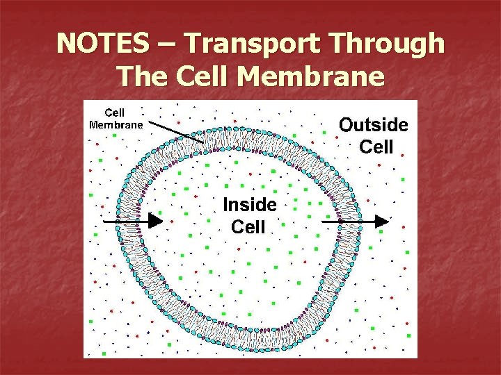 NOTES – Transport Through The Cell Membrane 