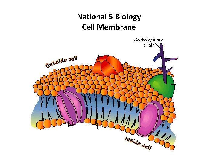 National 5 Biology Cell Membrane 