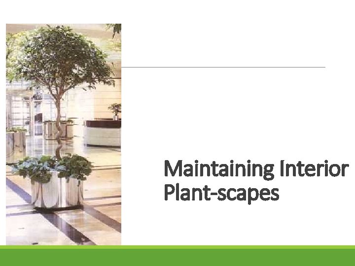 Maintaining Interior Plant-scapes 