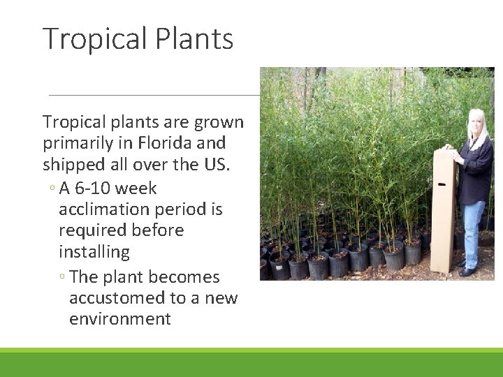 Tropical Plants Tropical plants are grown primarily in Florida and shipped all over the