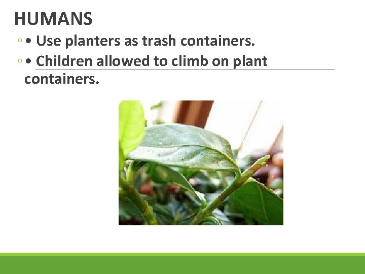 HUMANS ◦ • Use planters as trash containers. ◦ • Children allowed to climb