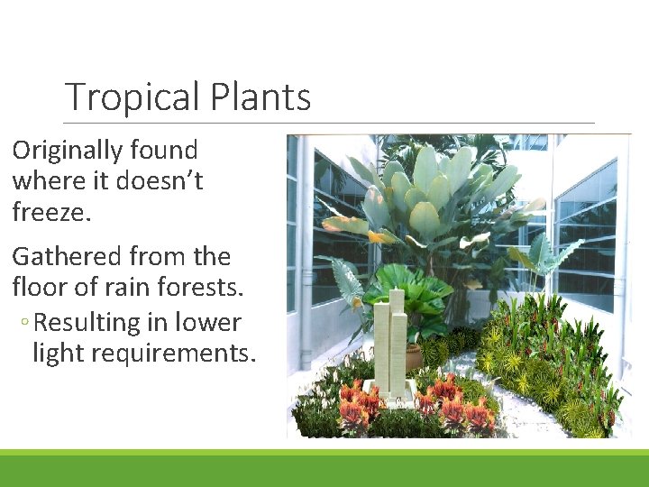 Tropical Plants Originally found where it doesn’t freeze. Gathered from the floor of rain