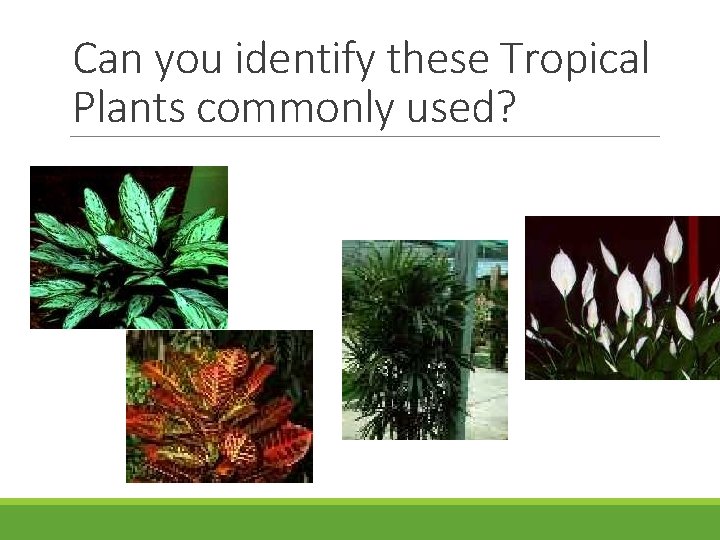 Can you identify these Tropical Plants commonly used? 