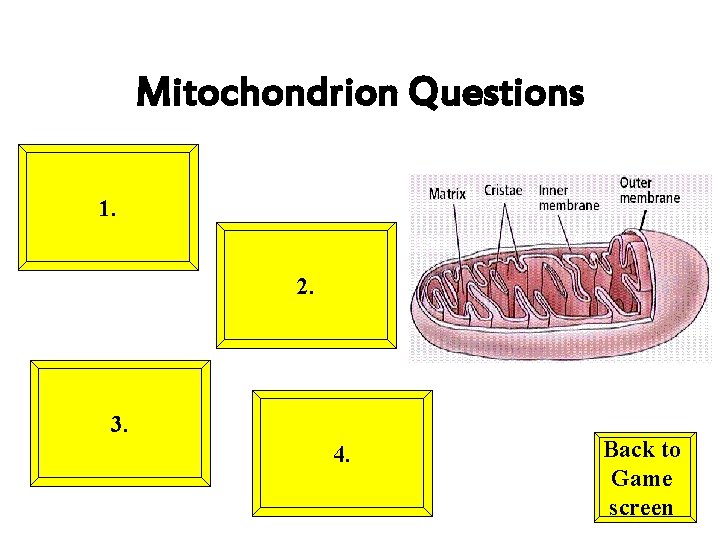 Mitochondrion Questions 1. 2. 3. 4. Back to Game screen 