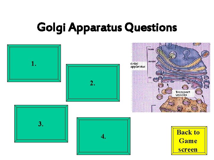 Golgi Apparatus Questions 1. 2. 3. 4. Back to Game screen 