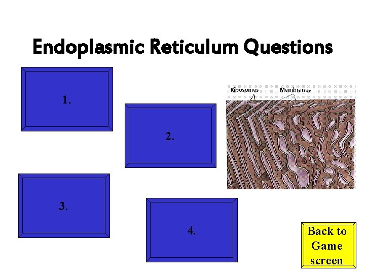 Endoplasmic Reticulum Questions 1. 2. 3. 4. Back to Game screen 