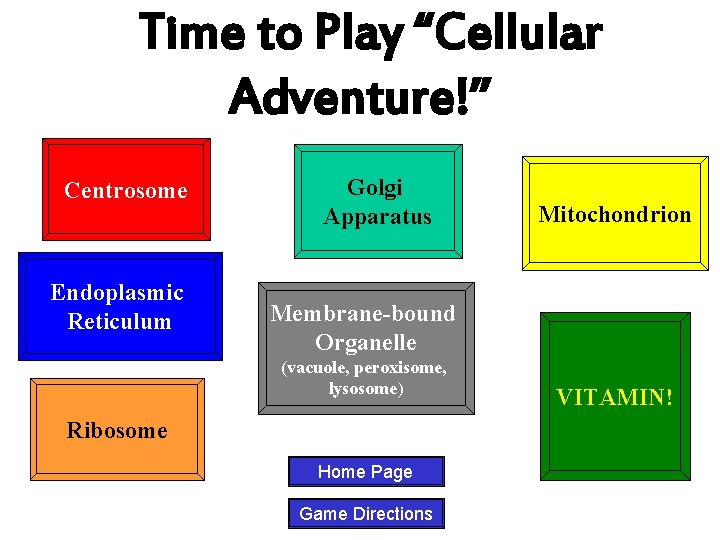 Time to Play “Cellular Adventure!” Centrosome Endoplasmic Reticulum Golgi Apparatus Mitochondrion Membrane-bound Organelle (vacuole,