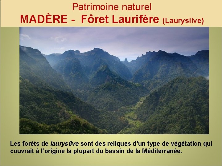 Patrimoine naturel MADÈRE - Fôret Laurifère (Laurysilve) Les forêts de laurysilve sont des reliques