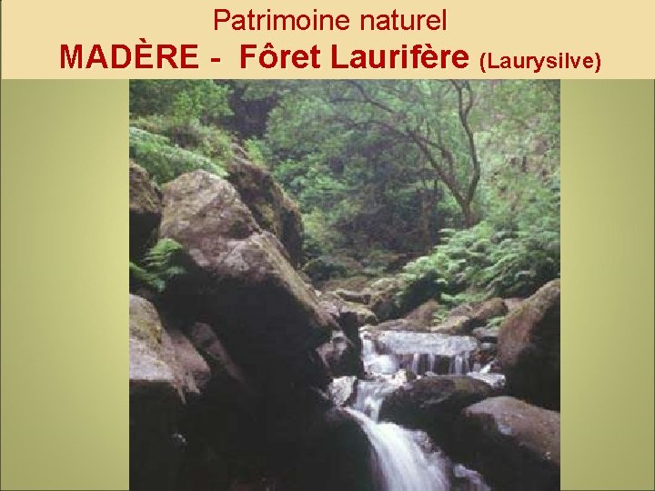 Patrimoine naturel MADÈRE - Fôret Laurifère (Laurysilve) 