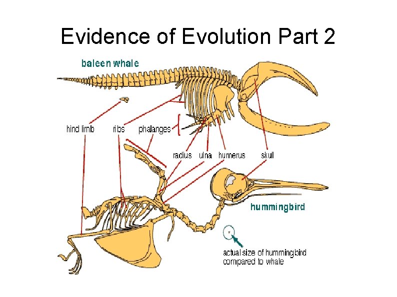 Evidence of Evolution Part 2 