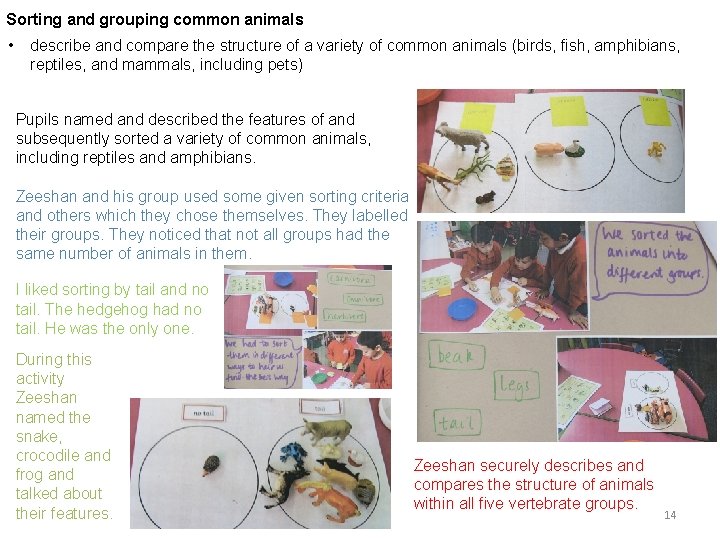 Sorting and grouping common animals • describe and compare the structure of a variety