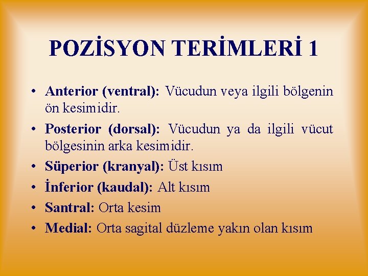 POZİSYON TERİMLERİ 1 • Anterior (ventral): Vücudun veya ilgili bölgenin ön kesimidir. • Posterior