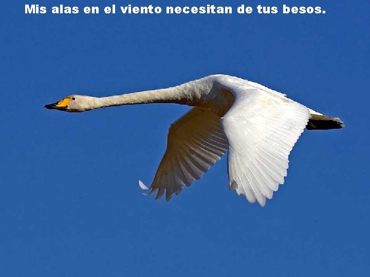 Mis alas en el viento necesitan de tus besos. 