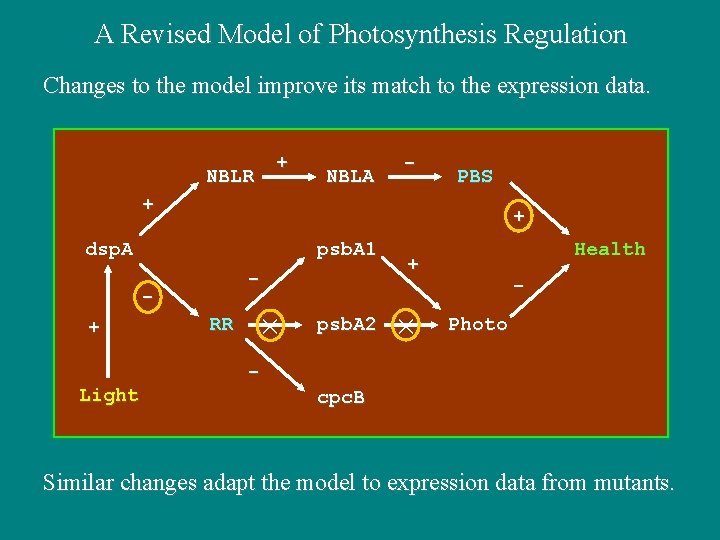A Revised Model of Photosynthesis Regulation Changes to the model improve its match to A Revised Model of Photosynthesis Regulation Changes to the model improve its match to