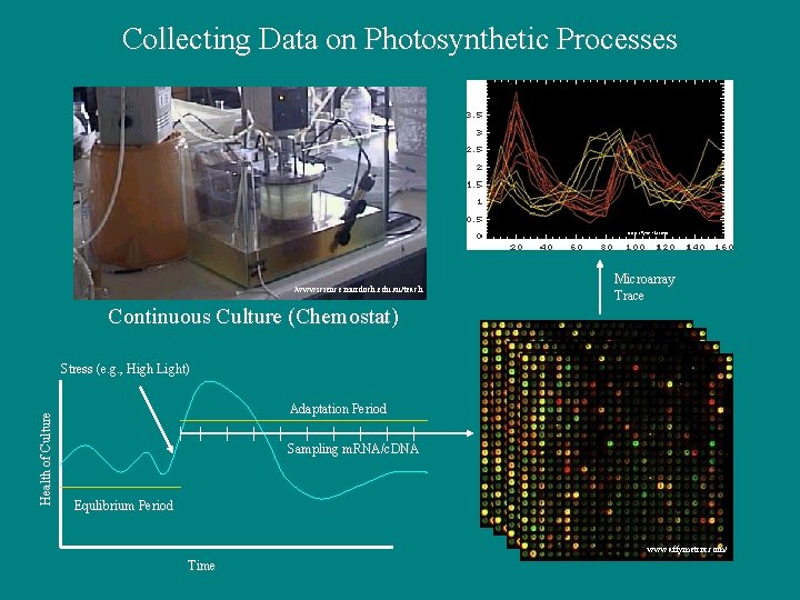 Collecting Data on Photosynthetic Processes www. affymetrix. com/ /wwwscience. murdoch. edu. au/teach Microarray Trace Collecting Data on Photosynthetic Processes www. affymetrix. com/ /wwwscience. murdoch. edu. au/teach Microarray Trace