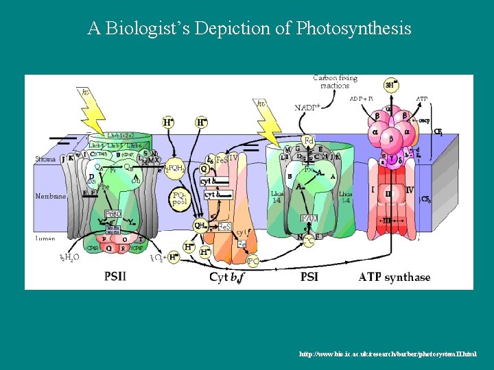 A Biologist’s Depiction of Photosynthesis http: //www. bio. ic. ac. uk uk/research/barber/photosystem. II. html A Biologist’s Depiction of Photosynthesis http: //www. bio. ic. ac. uk uk/research/barber/photosystem. II. html