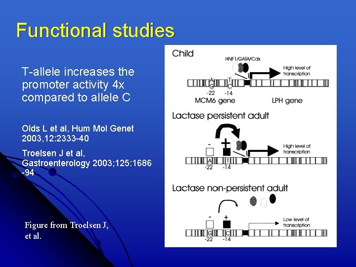 Functional studies T-allele increases the promoter activity 4 x compared to allele C Olds