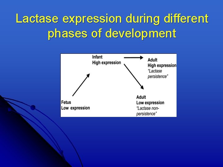 Lactase expression during different phases of development 