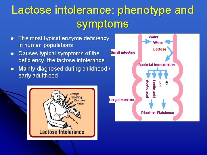 Lactose intolerance: phenotype and symptoms l l l The most typical enzyme deficiency in