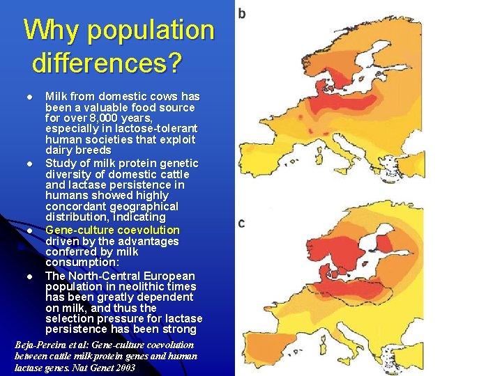 Why population differences? l l Milk from domestic cows has been a valuable food