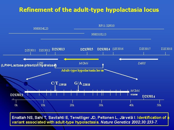 Refinement of the adult-type hypolactasia locus RP 11 -329 I 10 NH 0034 L