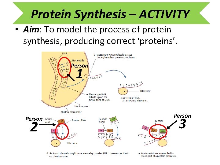 Protein Synthesis – ACTIVITY • Aim: To model the process of protein synthesis, producing