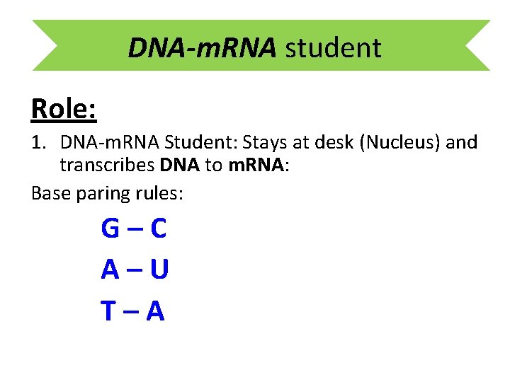DNA-m. RNA student Role: 1. DNA-m. RNA Student: Stays at desk (Nucleus) and transcribes