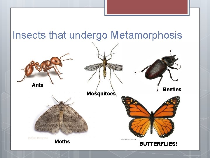 Insects that undergo Metamorphosis Ants Mosquitoes Moths Beetles BUTTERFLIES! 