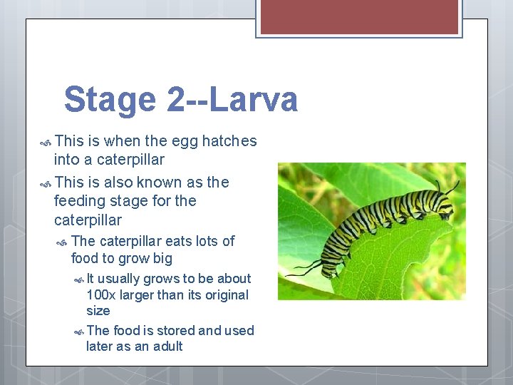 Stage 2 --Larva This is when the egg hatches into a caterpillar This is