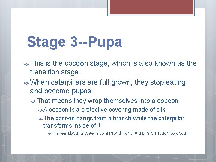 Stage 3 --Pupa This is the cocoon stage, which is also known as the