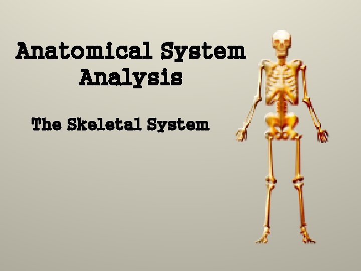 Anatomical System Analysis The Skeletal System 