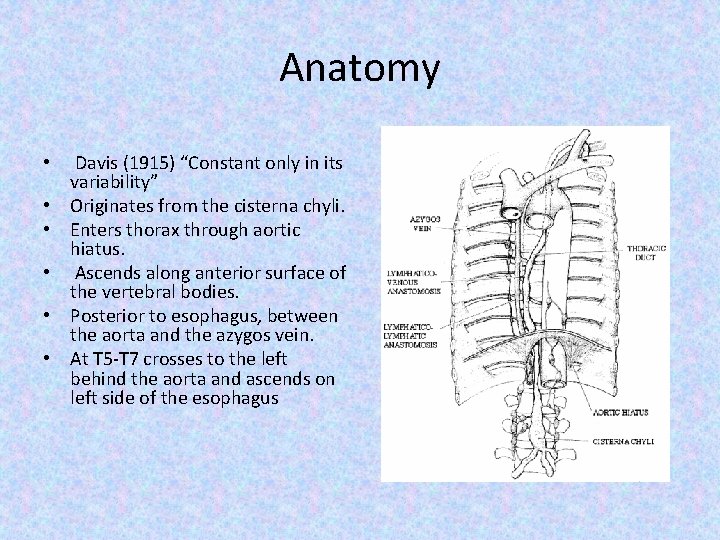 Anatomy • • • Davis (1915) “Constant only in its variability” Originates from the