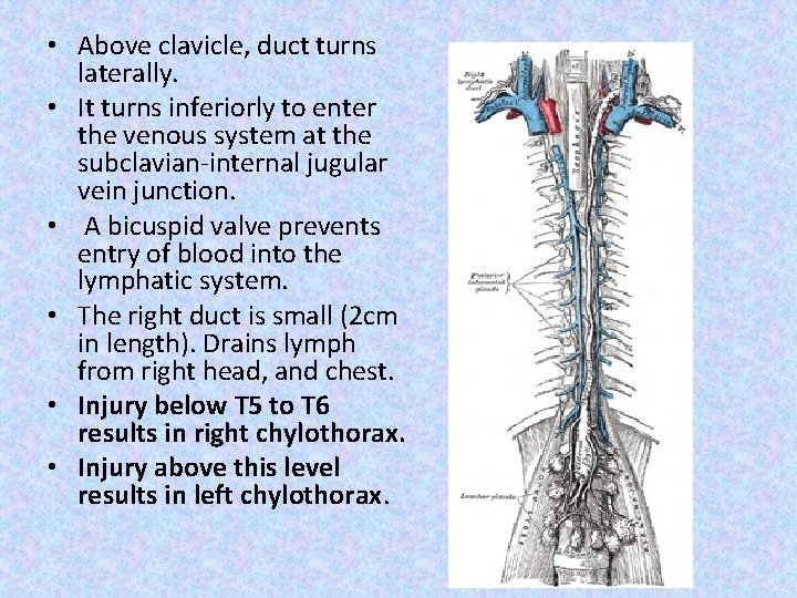  • Above clavicle, duct turns laterally. • It turns inferiorly to enter the