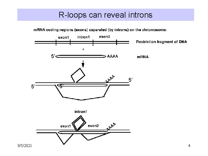 Multiple Infinite Ribon Loop Review of the Molecular Biology of Genes in