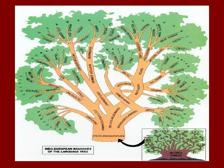 Language Tree 