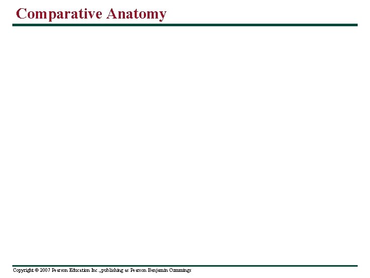 Comparative Anatomy Copyright © 2007 Pearson Education Inc. , publishing as Pearson Benjamin Cummings