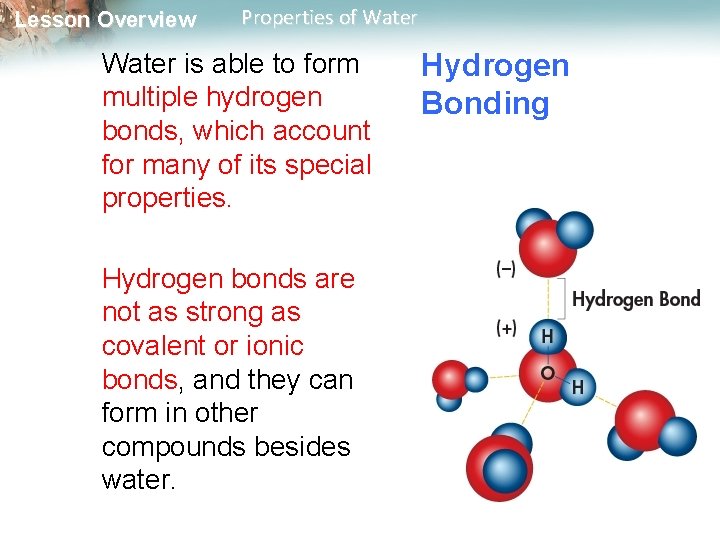 Lesson Overview Properties of Water is able to form multiple hydrogen bonds, which account