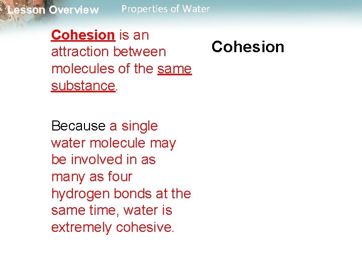 Lesson Overview Properties of Water Cohesion is an attraction between molecules of the same