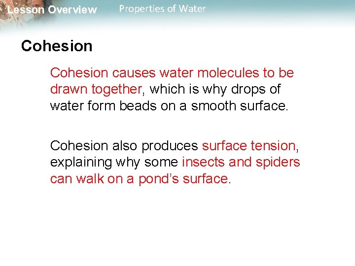 Lesson Overview Properties of Water Cohesion causes water molecules to be drawn together, which