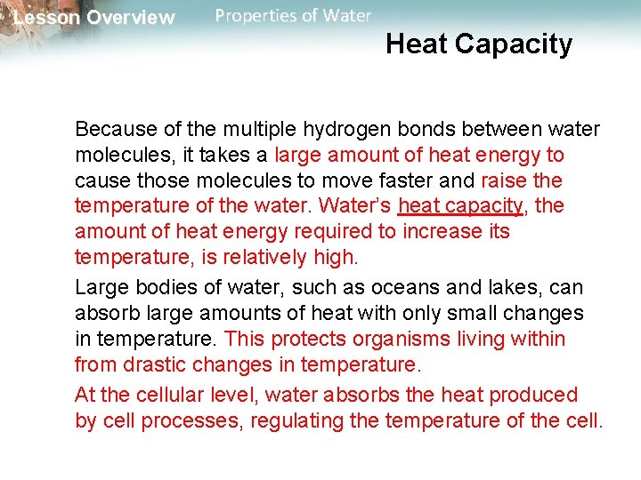 Lesson Overview Properties of Water Heat Capacity Because of the multiple hydrogen bonds between